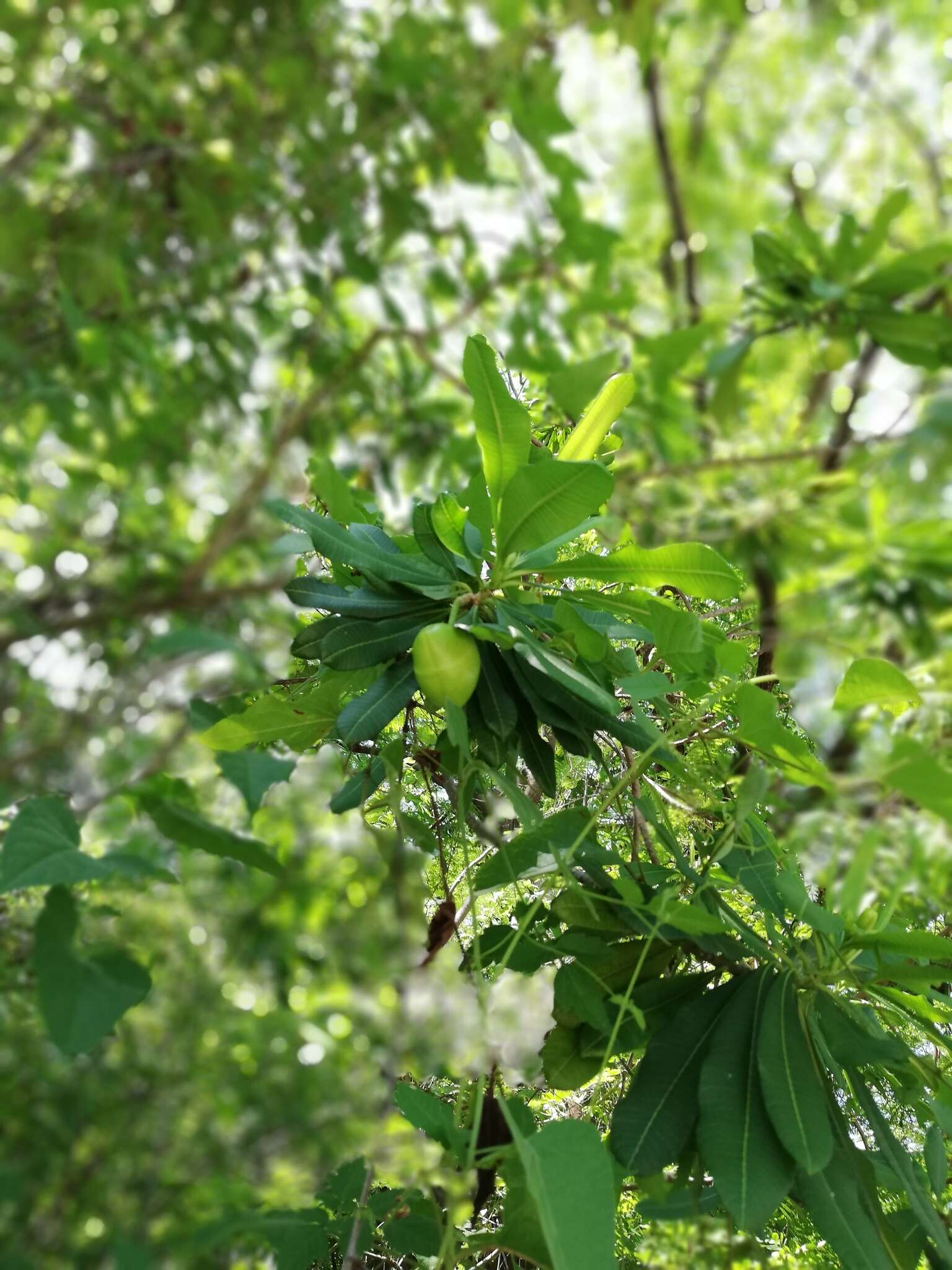 Image of Cascabela ovata (Cav.) H. Lippold