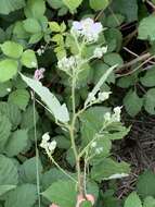 Image of Rubus praecox Bertol.