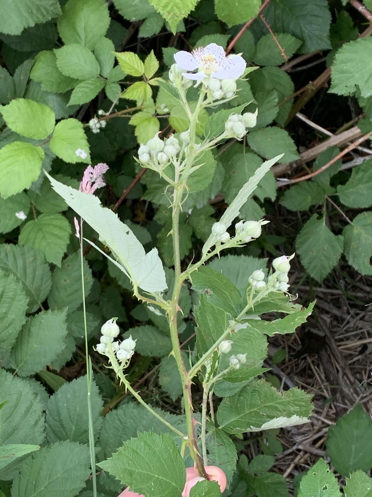 Image of Rubus praecox Bertol.