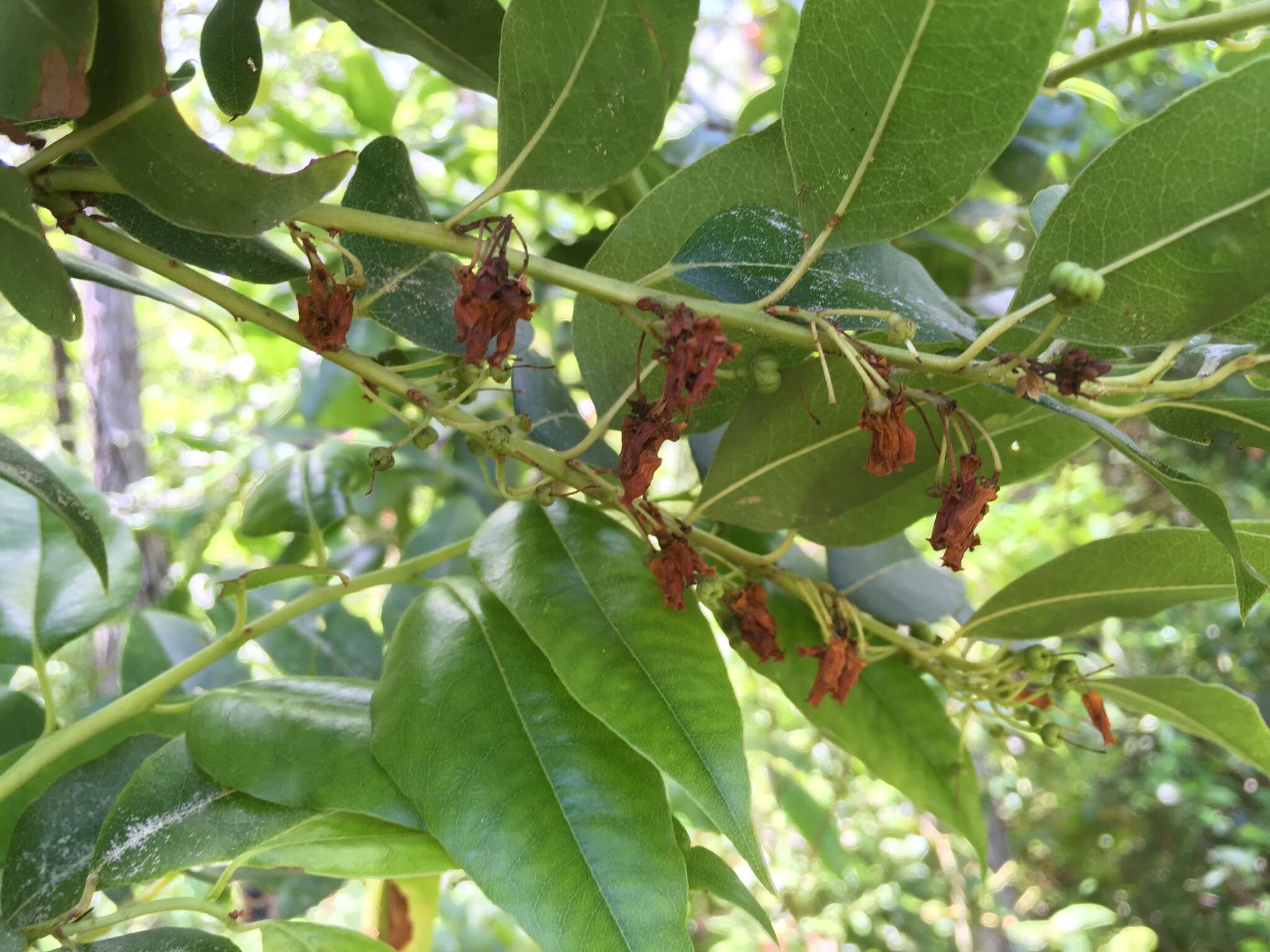 Image of Florida hobblebush