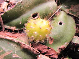 Image of Strophocactus