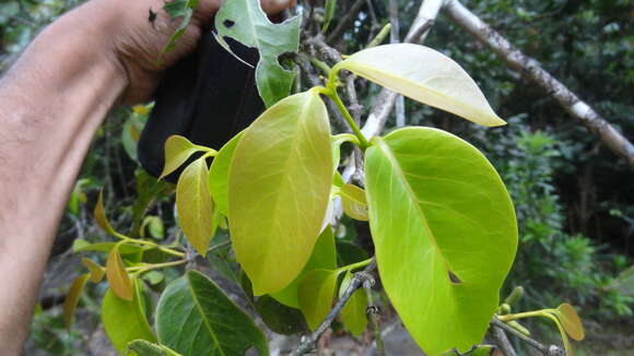 Image of Gnetum edule (Willd.) Blume