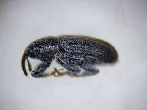 Image of Weevil