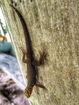 Image of Shieldhead Gecko