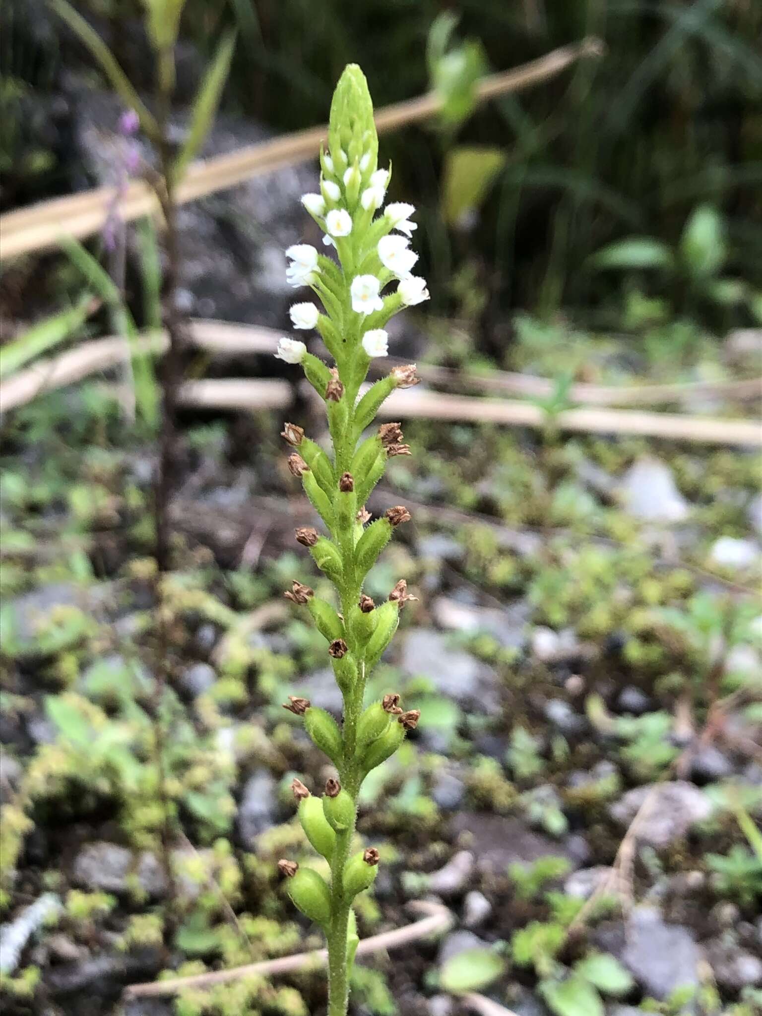 Imagem de Ponthieva fertilis (F. Lehm. & Kraenzl.) Salazar