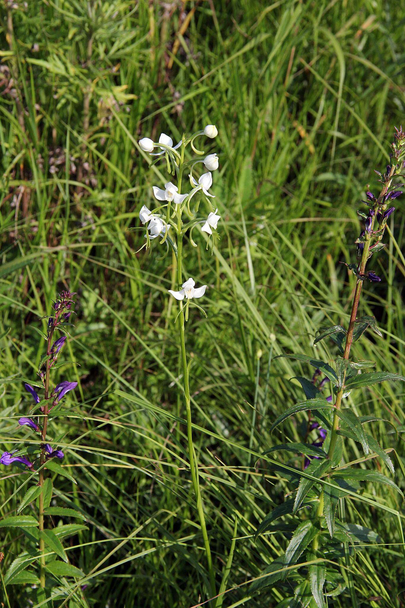 Habenaria linearifolia Maxim. resmi