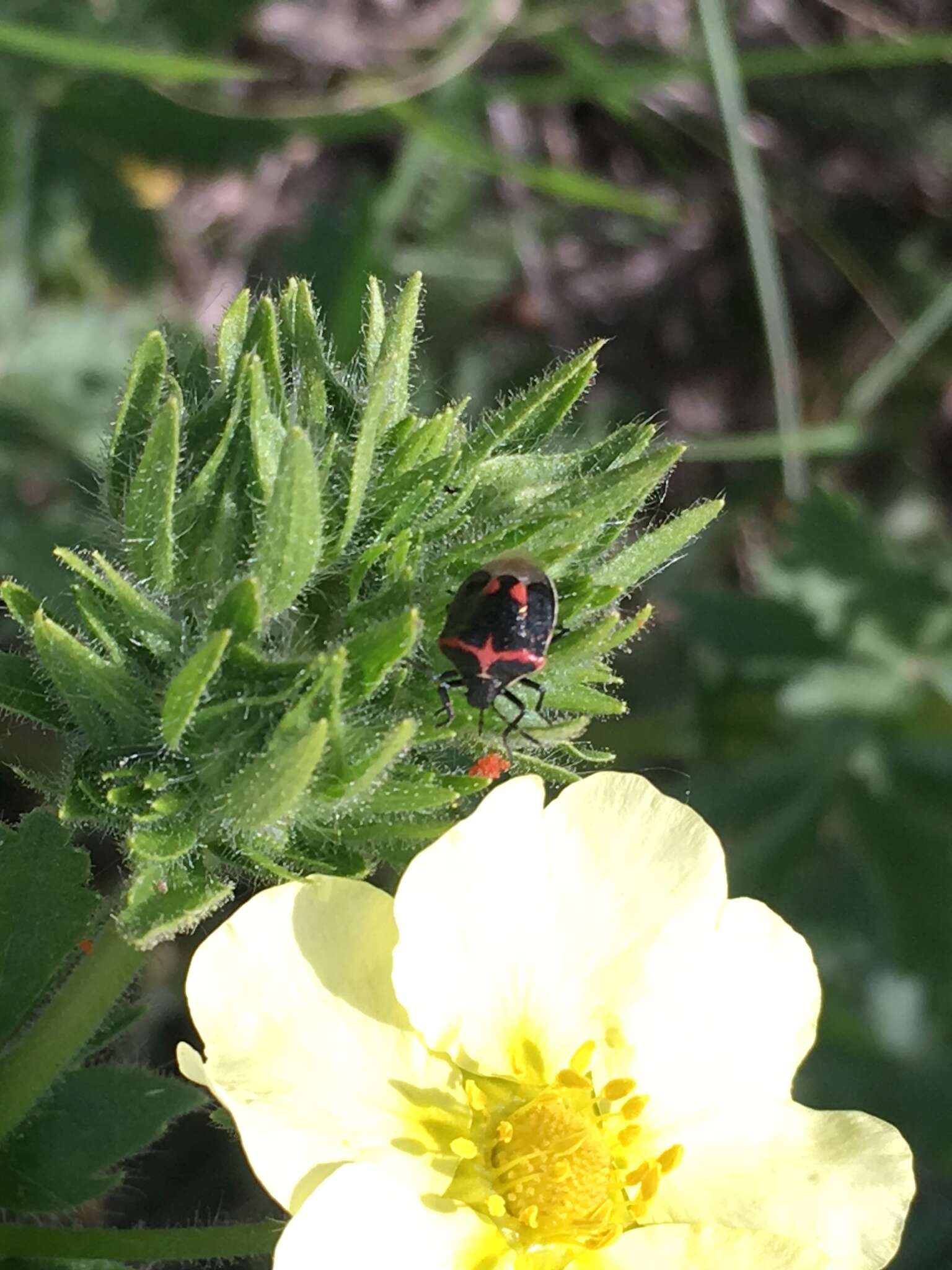 Image of Twice-stabbed Stink Bug