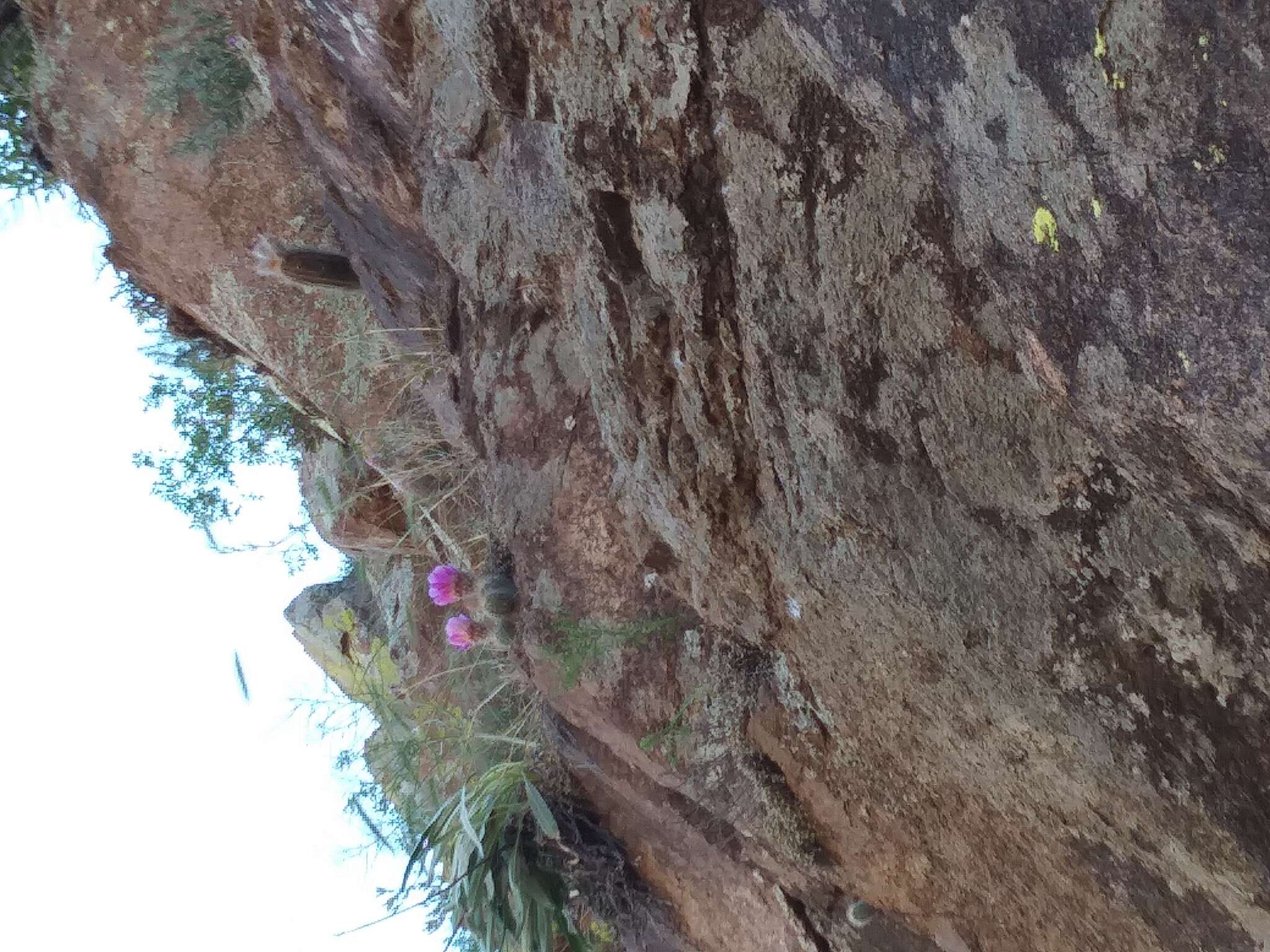 Image of Echinocereus reichenbachii var. baileyi (Rose) N. P. Taylor