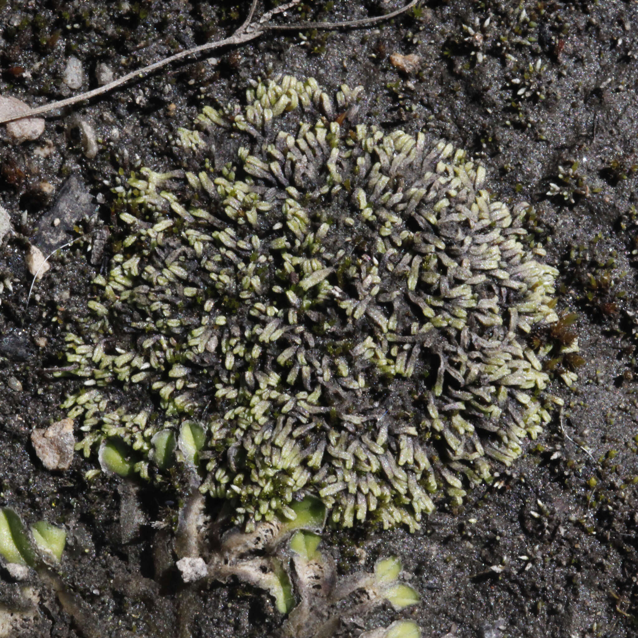 Image of Riccia multifida (Steph.) Steph.