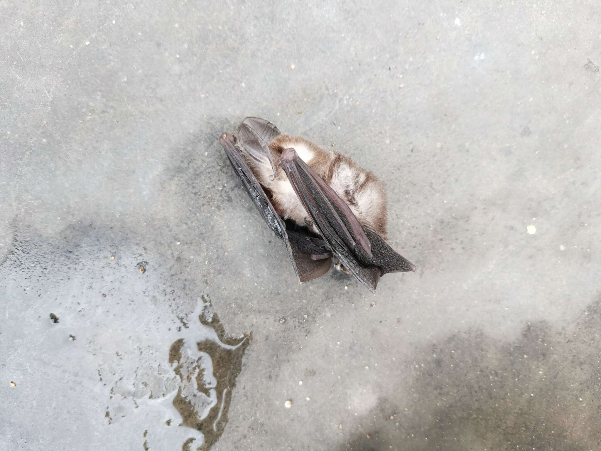 Image of Vietnamese Leaf-nosed Bat