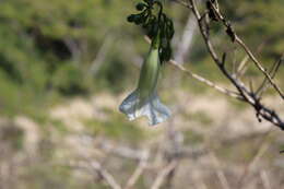 Imagem de Ipomoea pseudoracemosa G. D. Mc Pherson