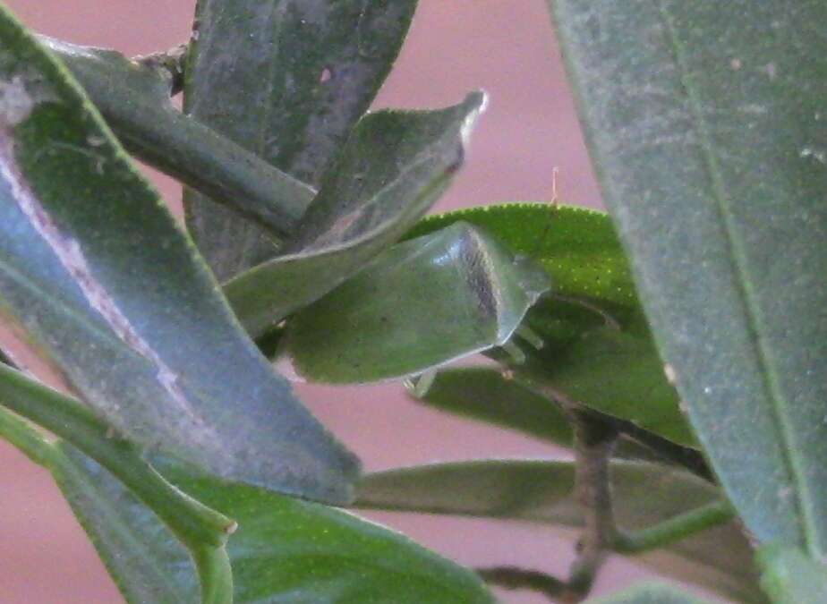 Image of Red-banded Stink Bug