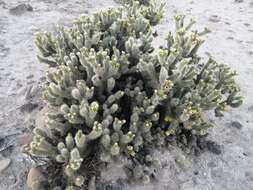 Image of Cylindropuntia bigelovii var. ciribe (Engelm. ex J. M. Coult.) Rebman