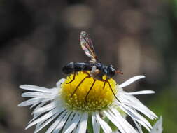 Image of Cylindromyia rufipes (Meigen 1824)