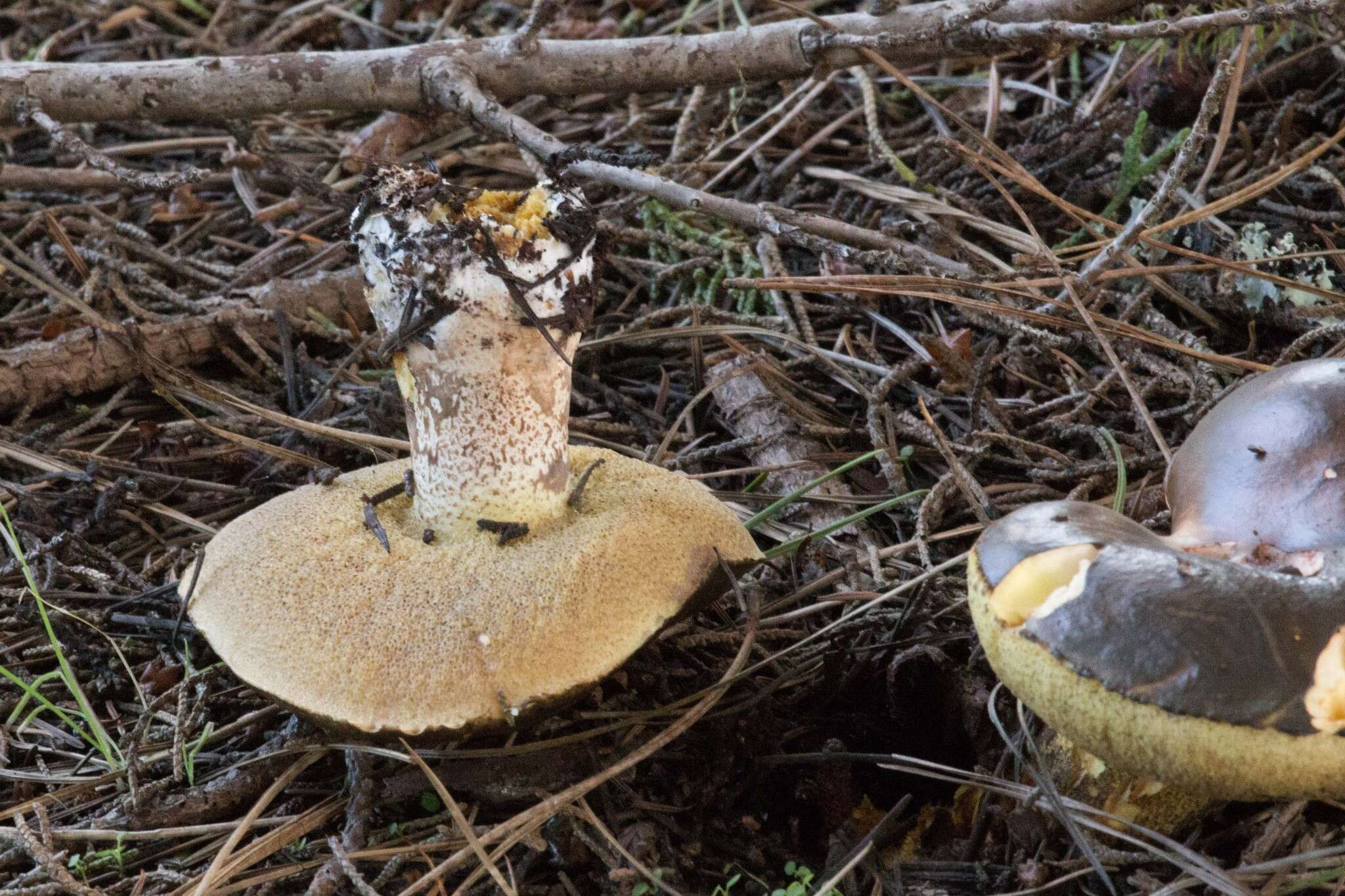 Image of Suillus pungens Thiers & A. H. Sm. 1964