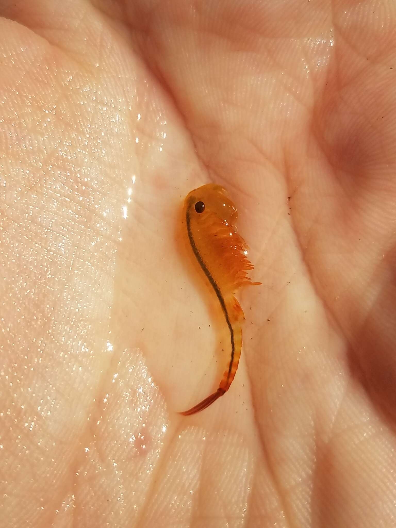 Image of eastern fairy shrimp