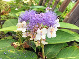 Image de Hydrangea involucrata Siebold