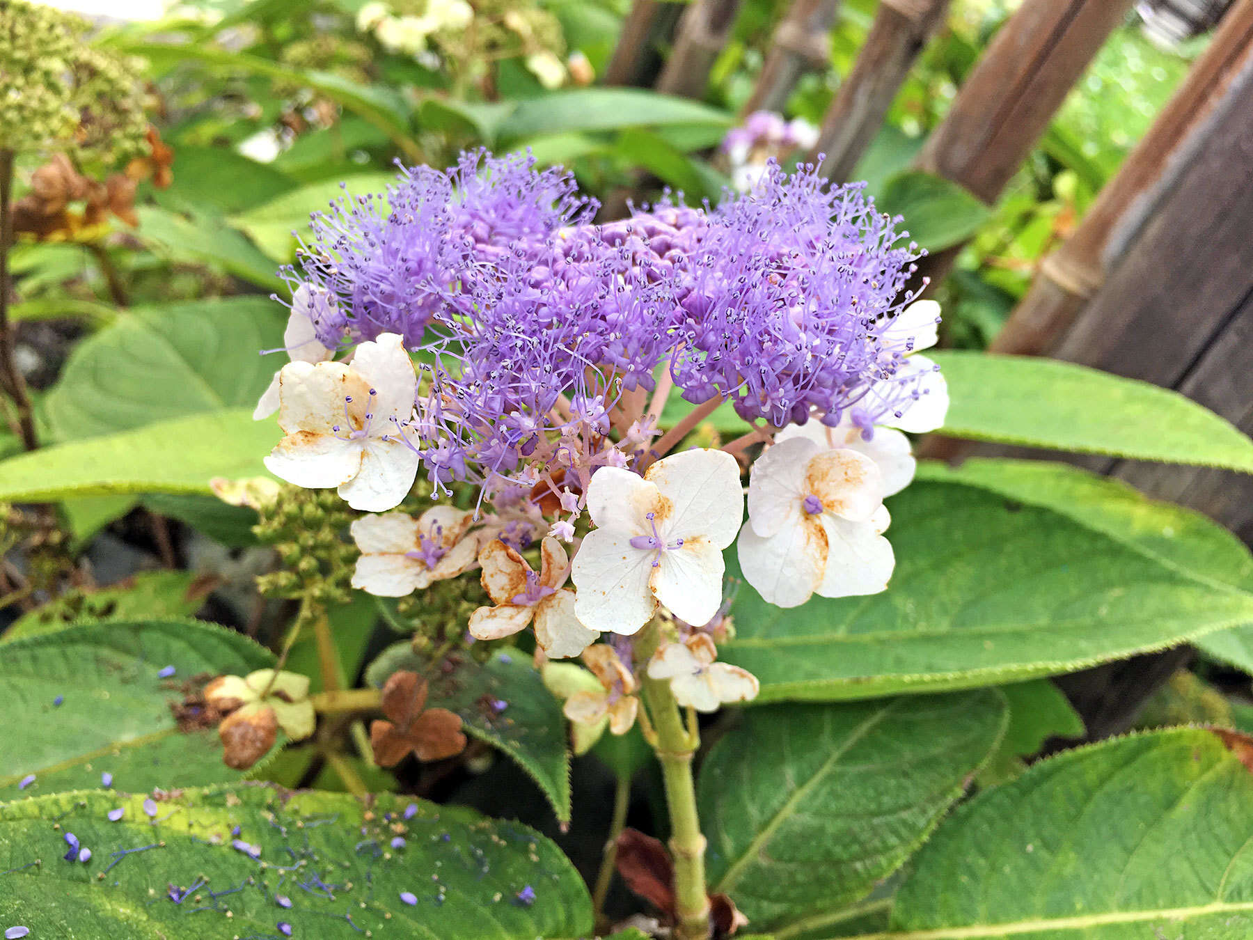 Sivun Hydrangea involucrata Siebold kuva