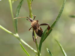 Image of Leptoglossus impictus (Stål 1860)