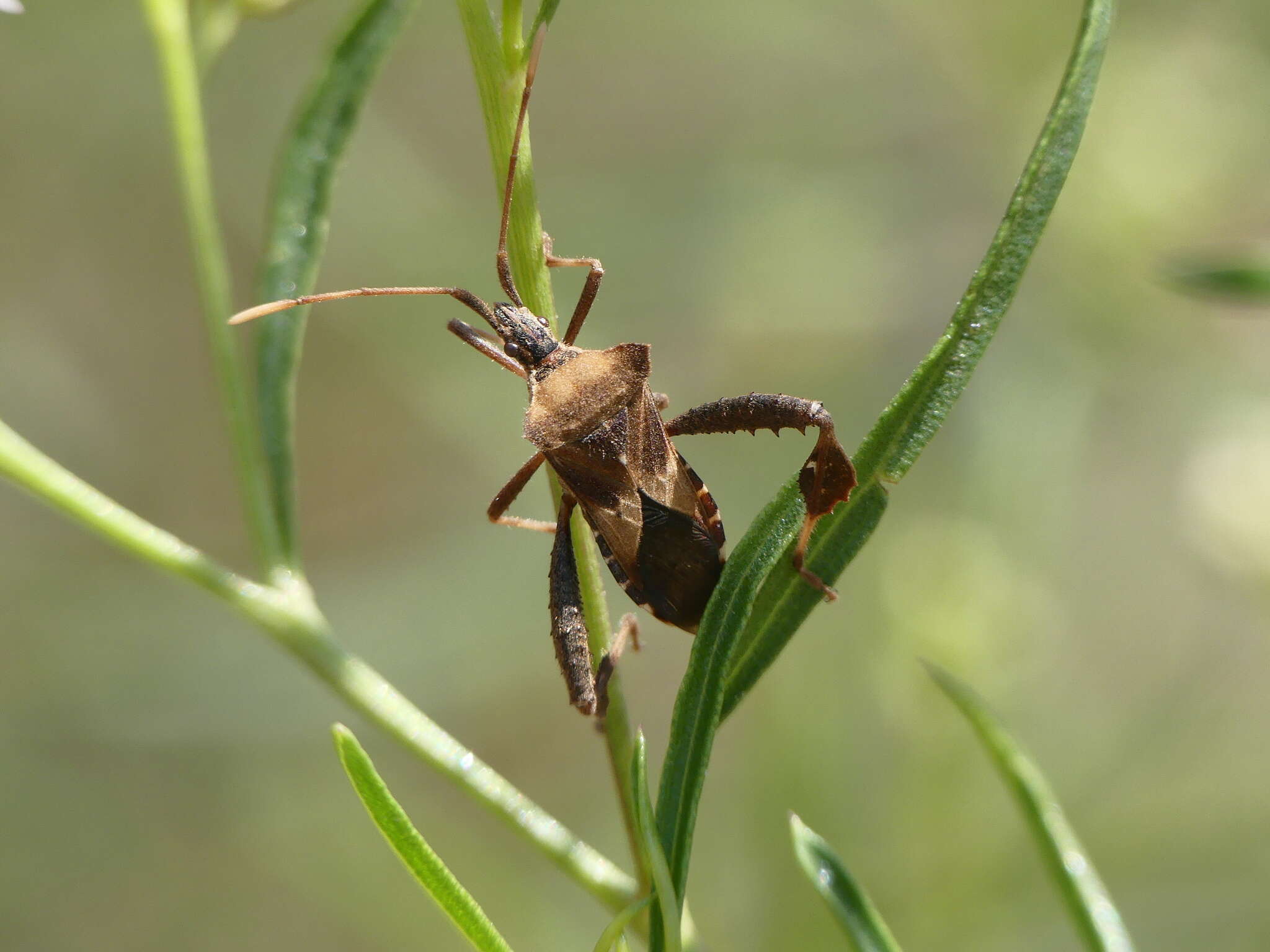 Image of Leptoglossus impictus (Stål 1860)