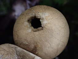 Lycoperdon spadiceum Schaeff. 1774的圖片