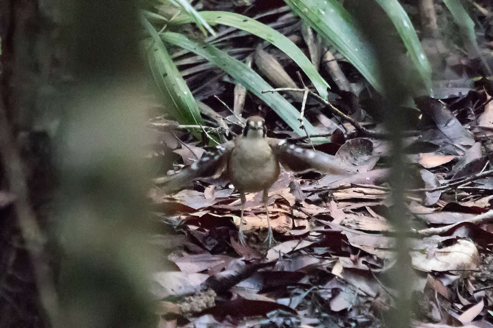 Drymodes superciliaris Gould 1850的圖片