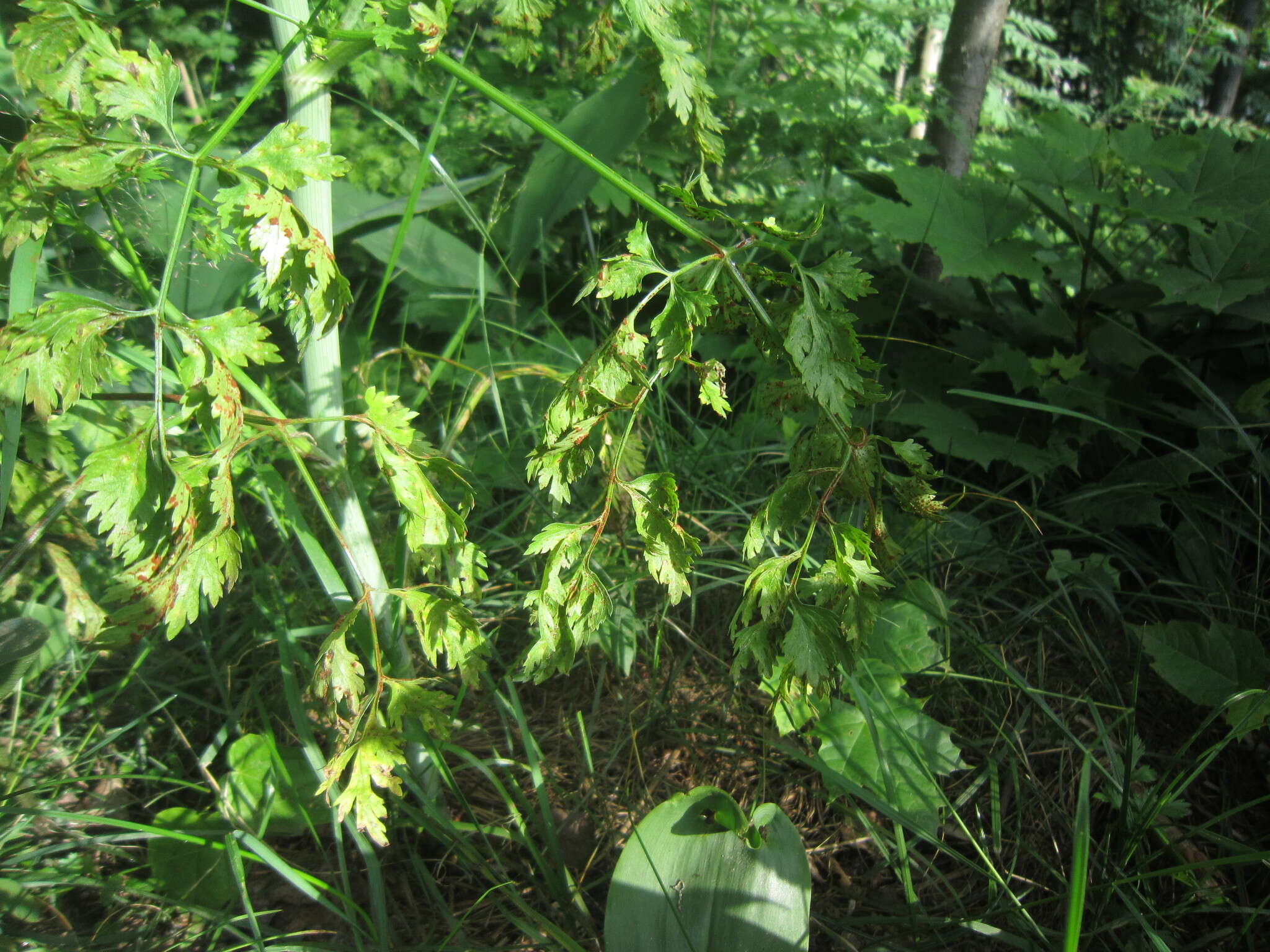 Слика од Puccinia nitida (F. Strauss) Barclay 1891