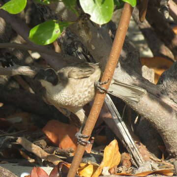 Image of Helmeted Friarbird