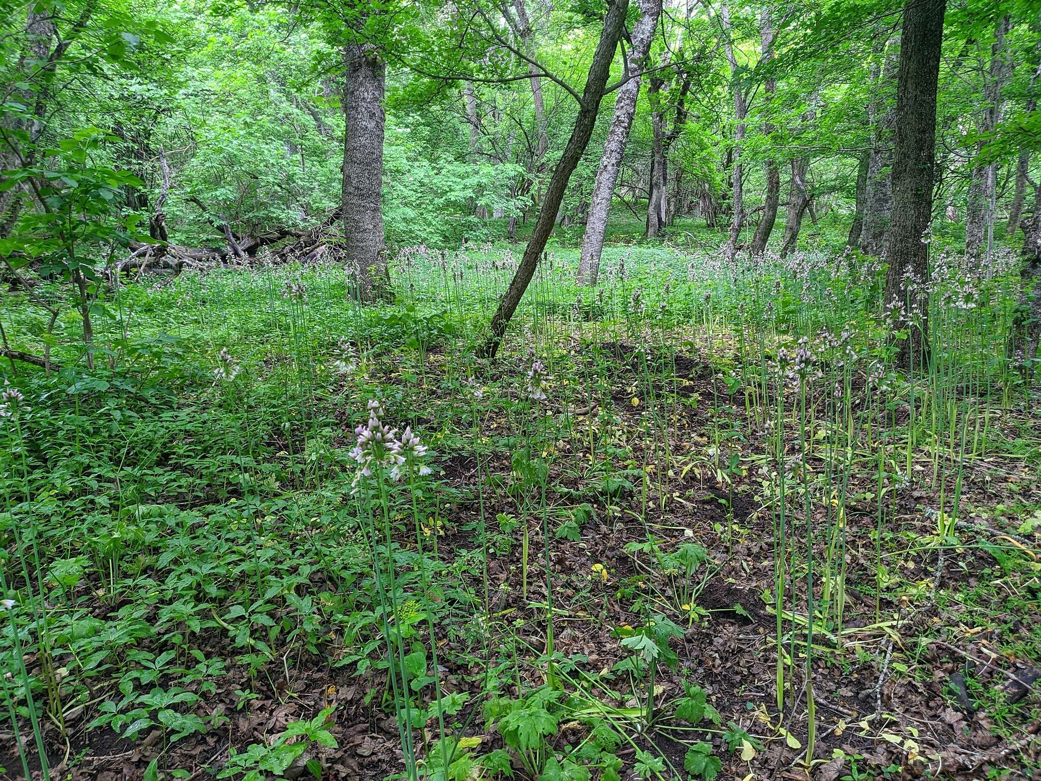 Image of Allium siculum subsp. dioscoridis (Sm.) K. Richt.