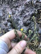 Image of <i>Erigeron <i>petrophilus</i></i> var. petrophilus