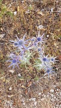 Image of amethyst eryngo