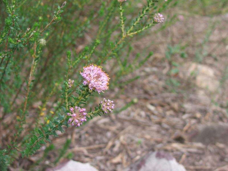 Image of Agathosma capensis (L.) Druce