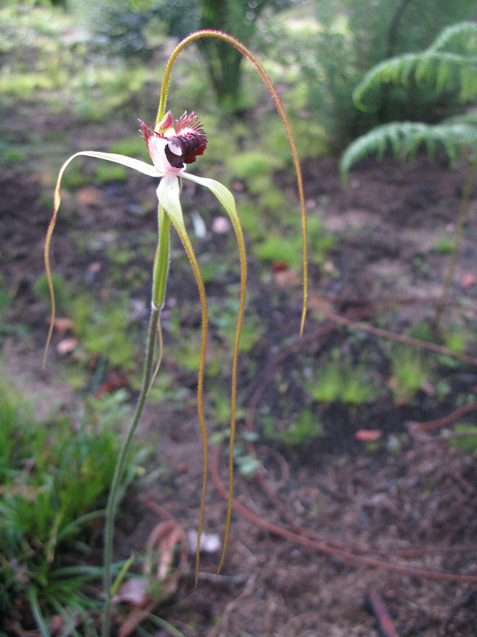 Image of Giant spider orchid