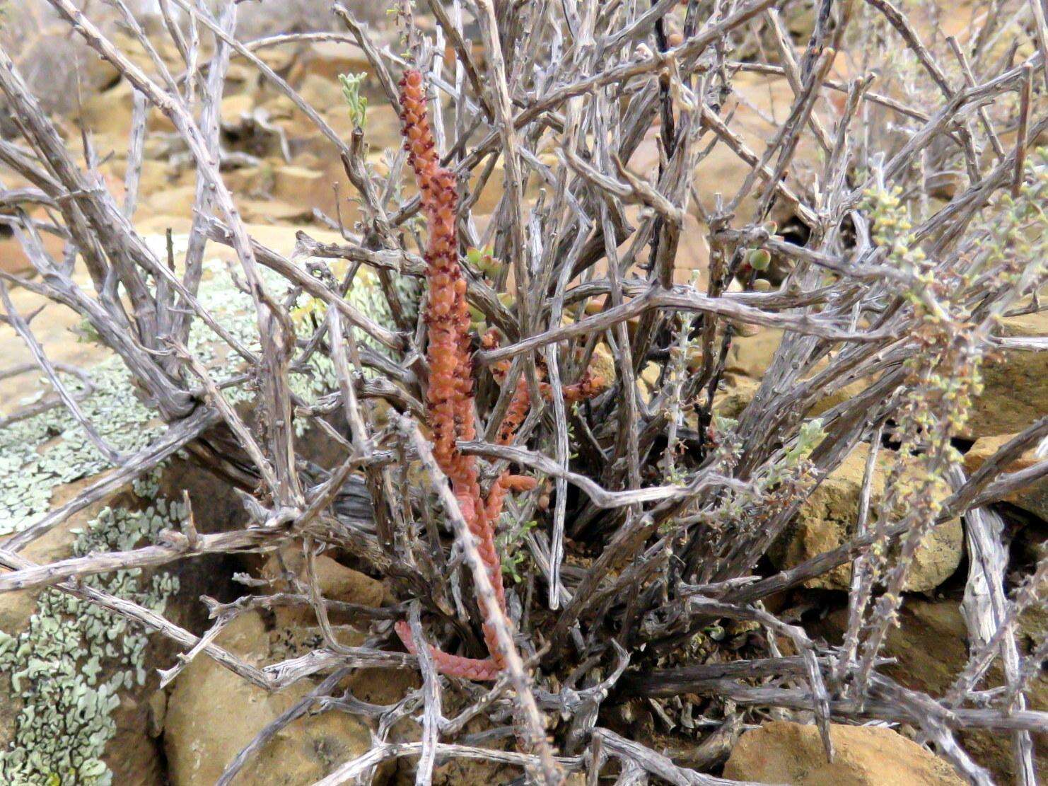 Слика од Crassula muscosa L.