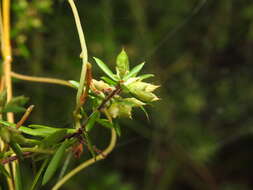 Image of Leucopogon leptospermoides R. Br.