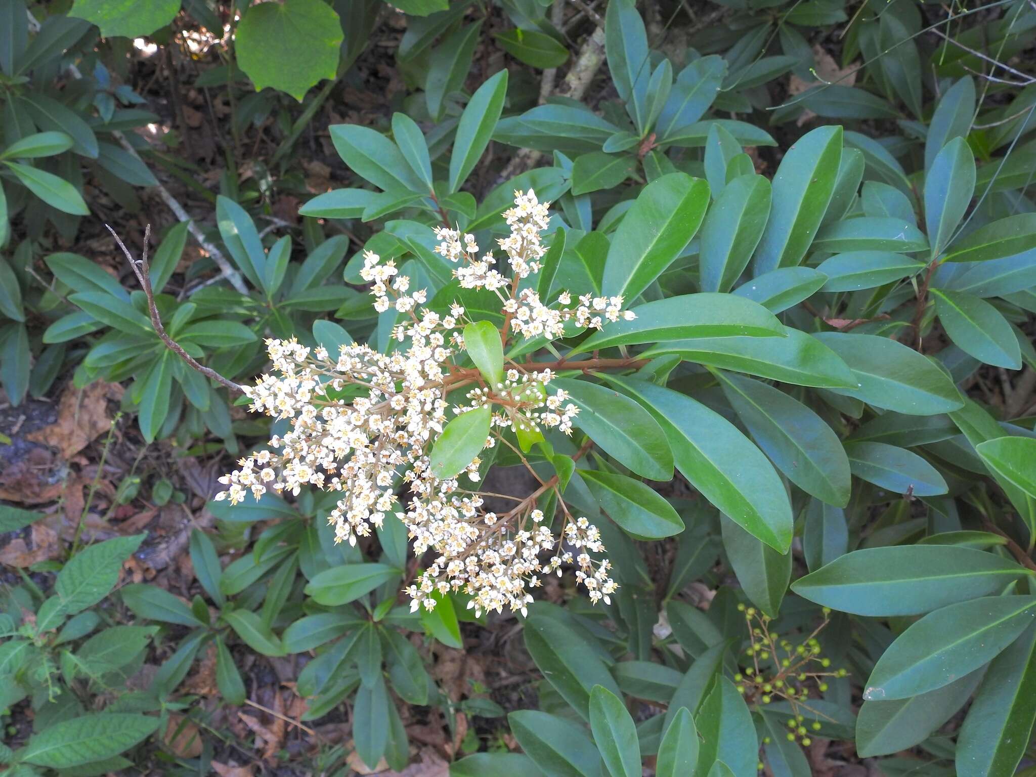 Слика од Ardisia escallonioides Schiede & Deppe ex Schltdl. & Cham.