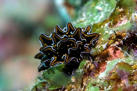 Image of Leaf gilled slug