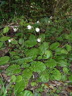 Image of Piloselloides cordata (Thunb.) C. Jeffrey