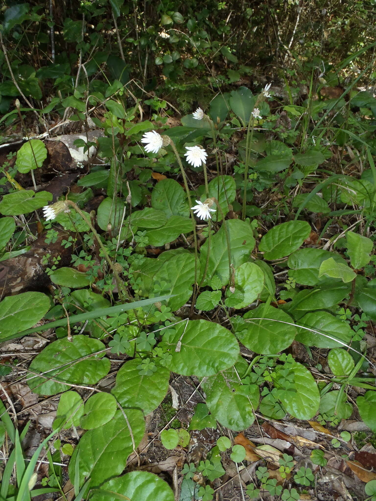 Image of Piloselloides cordata (Thunb.) C. Jeffrey