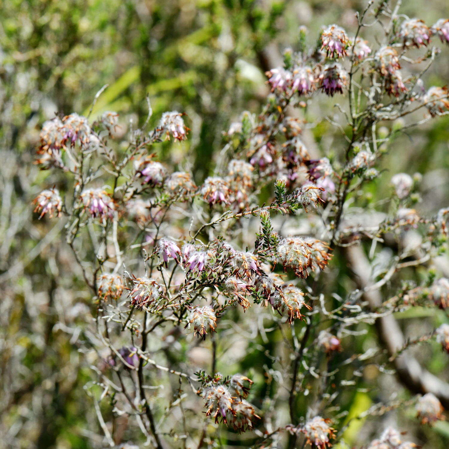 Plancia ëd Erica eriocephala Lam.