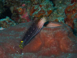 Image of Pictus Blenny