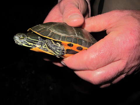 Imagem de Deirochelys reticularia miaria Schwartz 1956