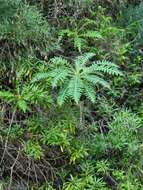 Image of Sonchus pinnatus Ait.