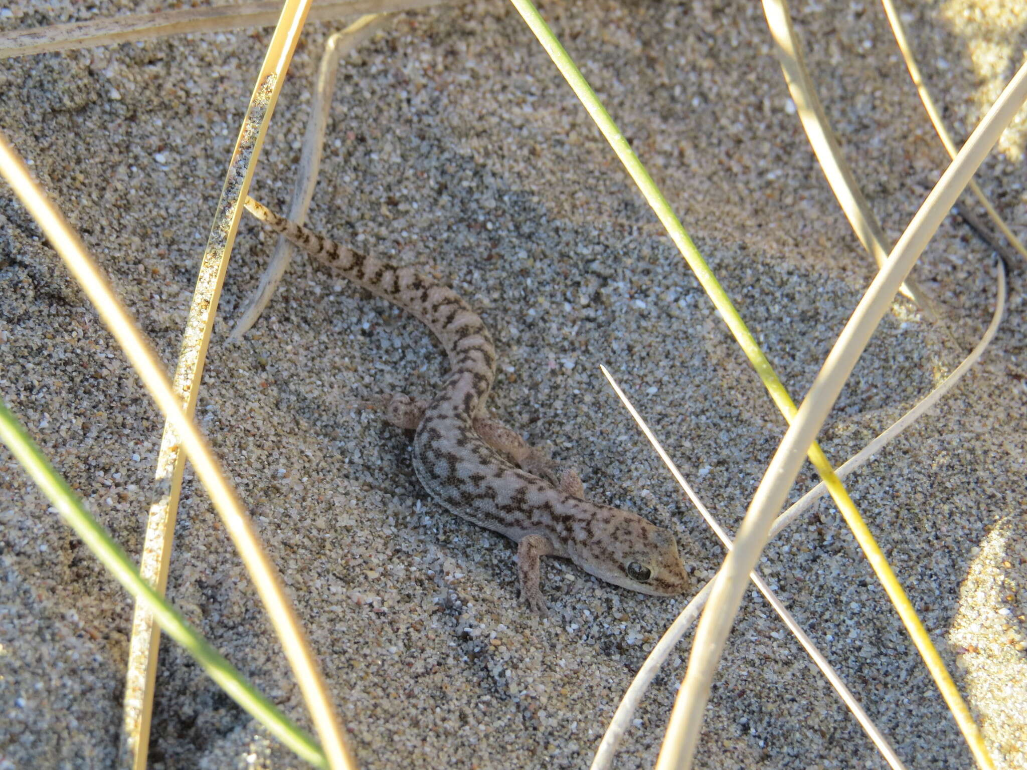 Image of Darwin's Marked Gecko