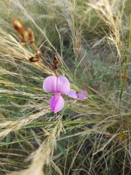 Image of Tephrosia longipes Meissner