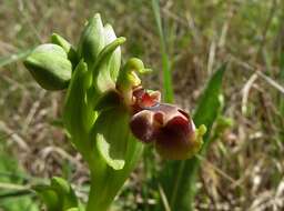 Image of Ophrys umbilicata subsp. flavomarginata (Renz) Faurh.