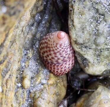 Image of Thalotia conica (Gray 1827)