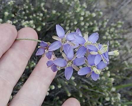 Image of Heliophila linearis var. linearifolia (Burch. ex DC.) Marais