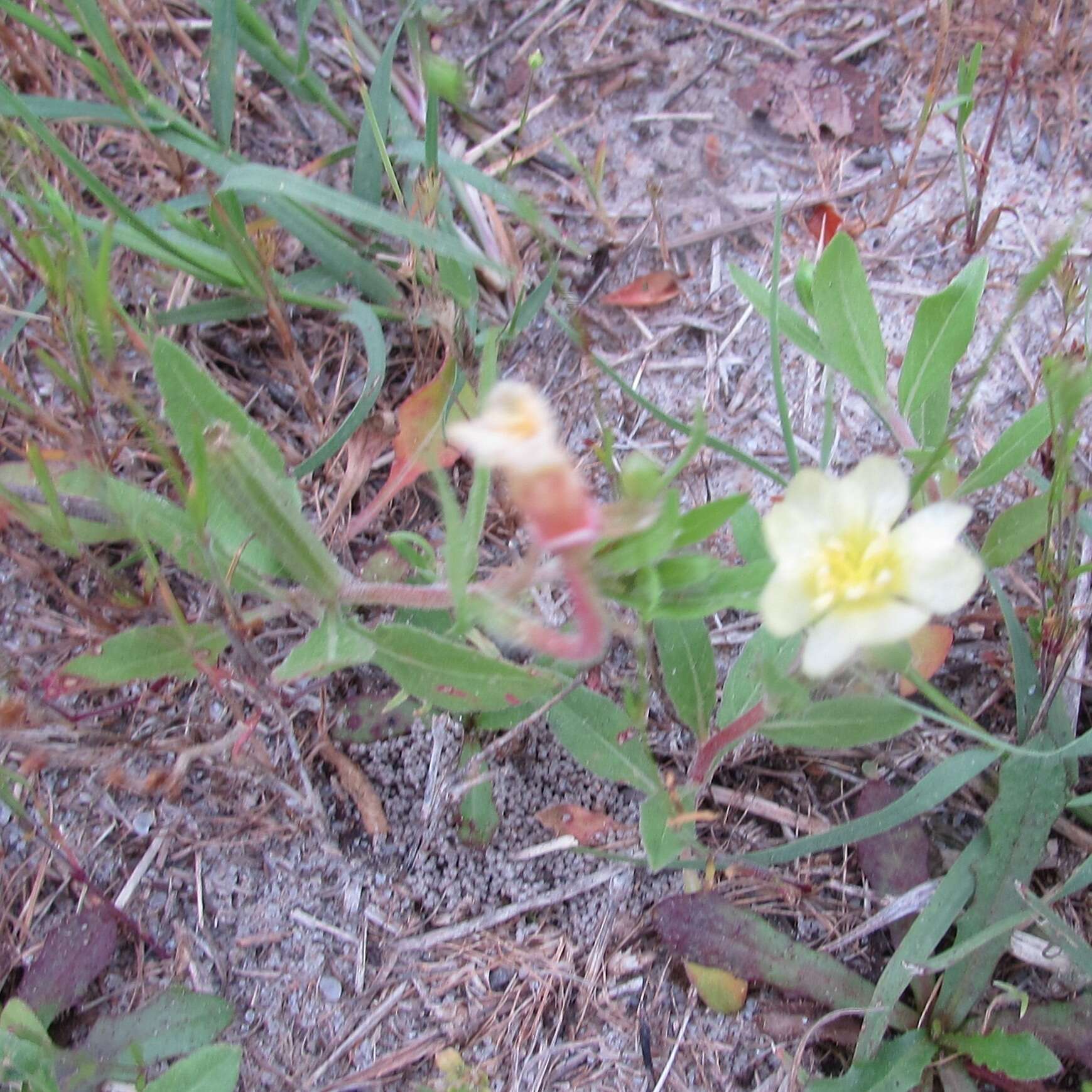 Imagem de Oenothera laciniata Hill