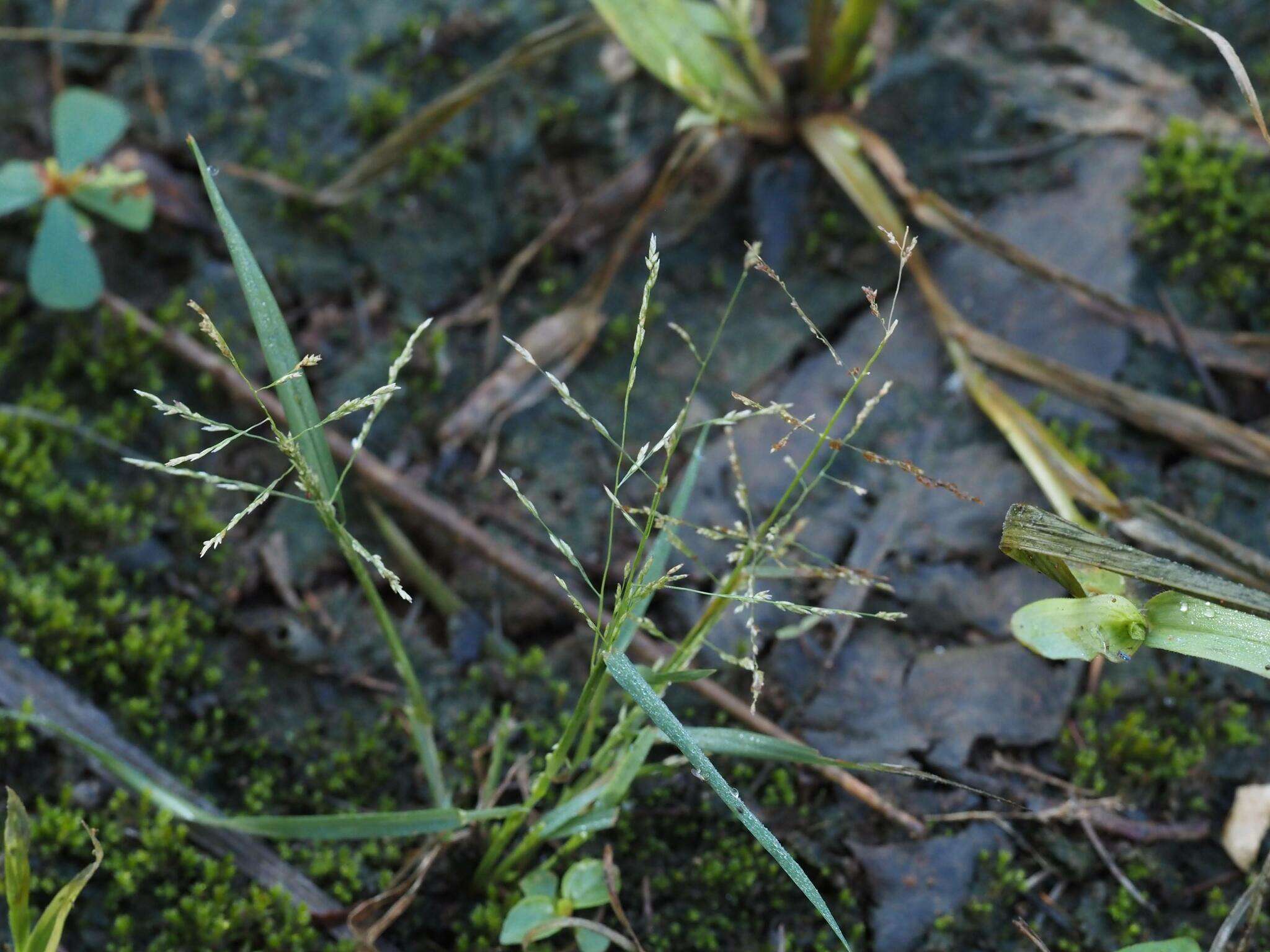 Image of Eragrostis multicaulis Steud.